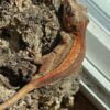 Orange Striped Gargoyle Gecko-Orange-Striped-Gargoyle-Gecko.jpg