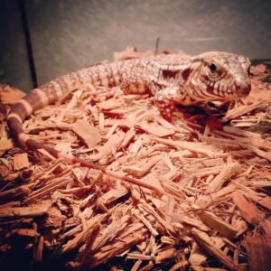 Red Argentine Tegu-Red-Argentine-Tegu.jpg