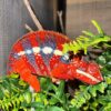 Red Body Blue Bar Ambilobe Panther Chameleon-Red-Body-Blue-Bar-Ambilobe-Panther-Chameleon.jpg