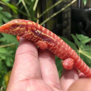 Red Tegu-Red-Tegu.jpg