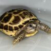 Russian Tortoise-Russian-Tortoise.jpg