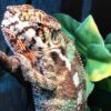 Sambava panther chameleon-Sambava-panther-chameleon.jpg