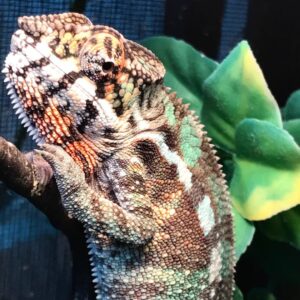 Sambava panther chameleon-Sambava-panther-chameleon.jpg