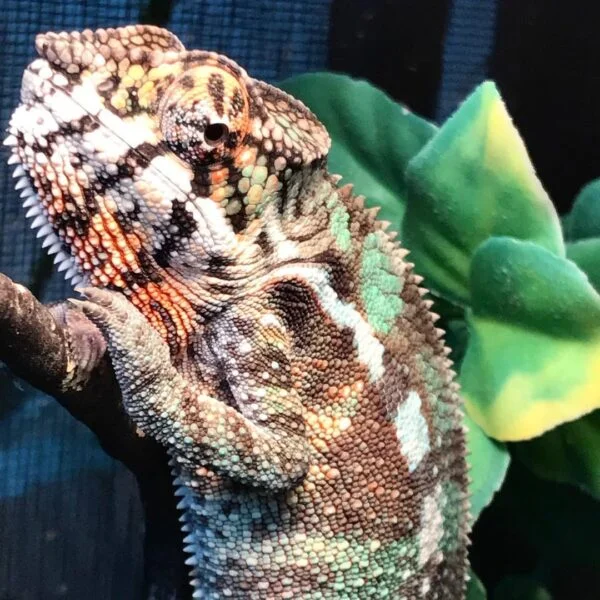 Sambava panther chameleon-Sambava-panther-chameleon.jpg