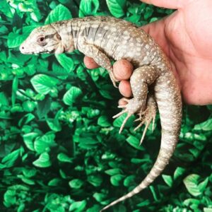 Snowmaker Tegu-Snowmaker-Tegu.jpg