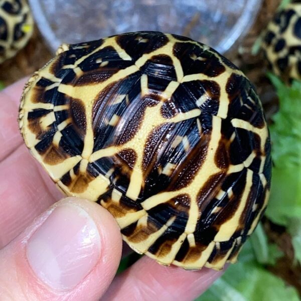 Sri Lankan Star Tortoise-Sri-Lankan-Star-Tortoise.jpg