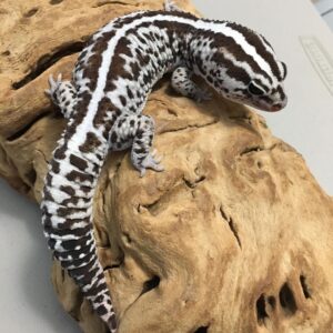 Striped African Fat Tailed Gecko-Striped-African-Fat-Tailed-Gecko.jpg