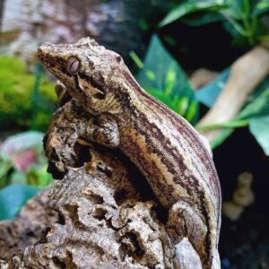 Striped Gargoyle Gecko-Striped-Gargoyle-Gecko.jpg