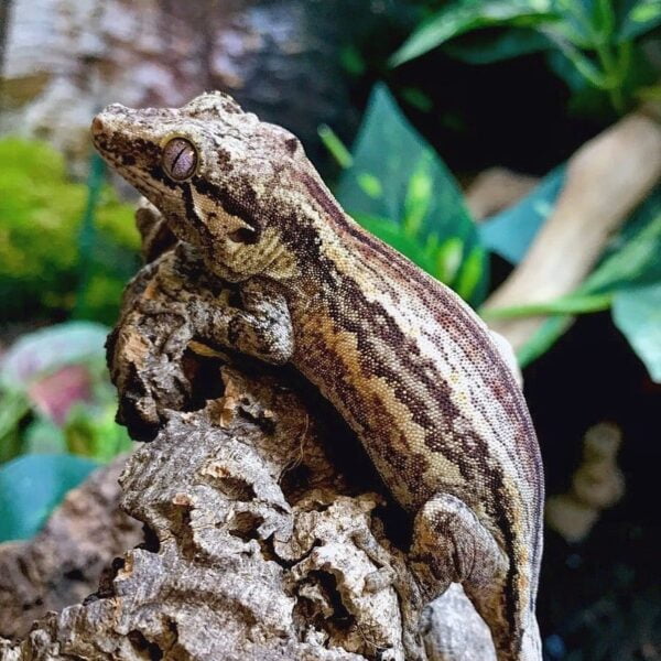 Striped Gargoyle Gecko-Striped-Gargoyle-Gecko.jpg