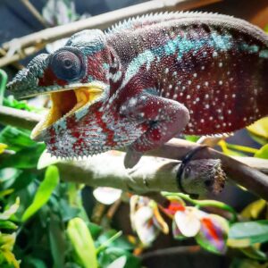 Tamatave Panther Chameleon-Tamatave-Panther-Chameleon.jpg