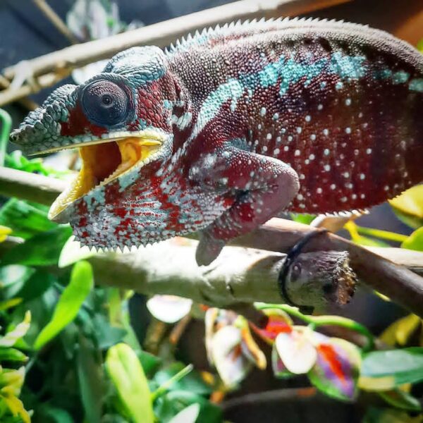 Tamatave Panther Chameleon-Tamatave-Panther-Chameleon.jpg