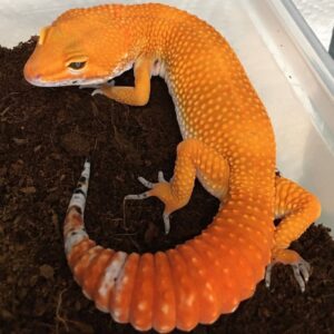 Tangerine Albino supergiant leopard Gecko-Tangerine-Albino-supergiant-leopard-Gecko.jpg