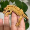 Tiger Crested Gecko-Tiger-Crested-Gecko.jpg
