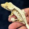 Tiger Pinstripe Crested Gecko-Tiger-Pinstripe-Crested-Gecko.jpg