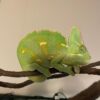 Translucent Veiled Chameleon-Translucent-Veiled-Chameleon.jpg