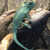 Veiled Chameleon-Veiled-Chameleon.jpg
