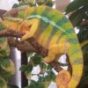Yellow Body Blue Bar Ambilobe Panther Chameleon-Yellow-Body-Blue-Bar-Ambilobe-Panther-Chameleon.jpg
