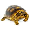 Yellow Foot Tortoise-Yellow-Foot-Tortoise.jpg