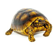 Yellow Foot Tortoise-Yellow-Foot-Tortoise.jpg