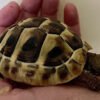 Western Hermann’s Tortoise-download.jpg