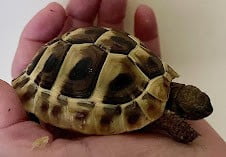Western Hermann’s Tortoise-download.jpg