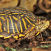 Ornate Box Turtles-ornateboxturtle.png
