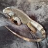 Yucatan Spiny Tail Iguana-1098511551.jpg