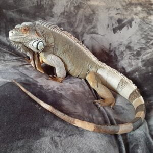 Yucatan Spiny Tail Iguana-1098511551.jpg