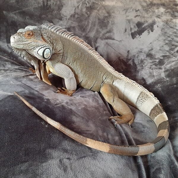 Yucatan Spiny Tail Iguana-1098511551.jpg