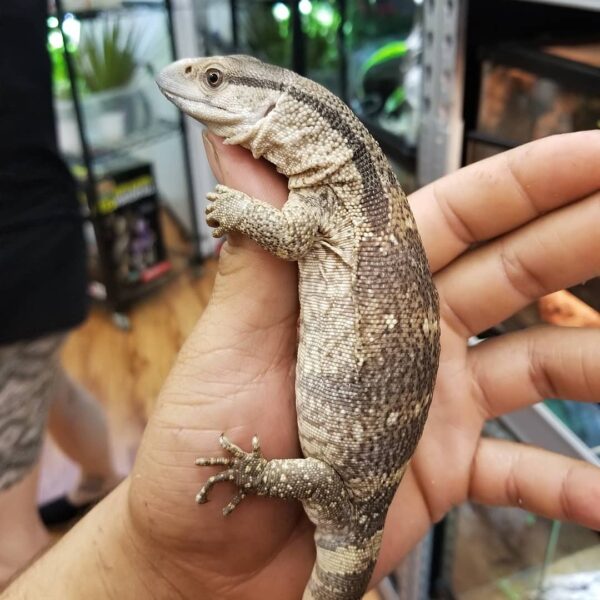 Adult Female White Throat Monitor-1661484787.jpg