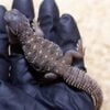 7-9 Inch Egyptian Uromastyx-7-–-9-Inch-Egyptian-Uromastyx.jpg