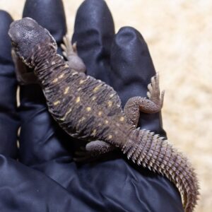 7-9 Inch Egyptian Uromastyx-7-–-9-Inch-Egyptian-Uromastyx.jpg