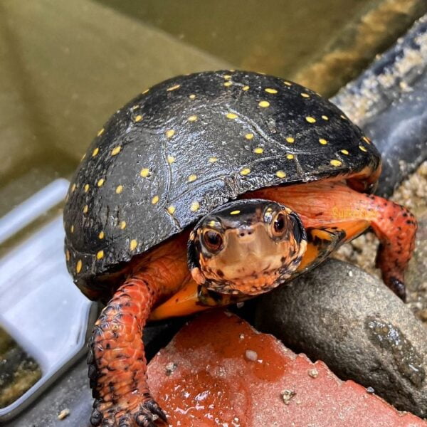spotted turtle-749592850.jpg