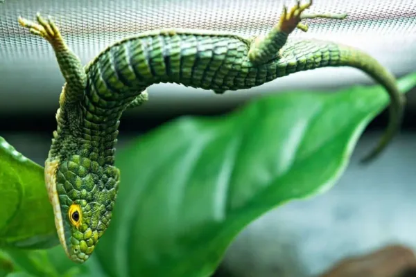 Abronia Graminea-Abronia-Graminea.webp