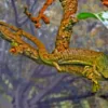 Abronia Lythrochila-Abronia-Lythrochila.webp