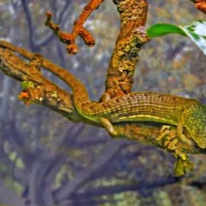 Abronia Lythrochila-Abronia-Lythrochila.webp