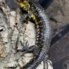 Abronia Smithi-Abronia-Smithi.jpg