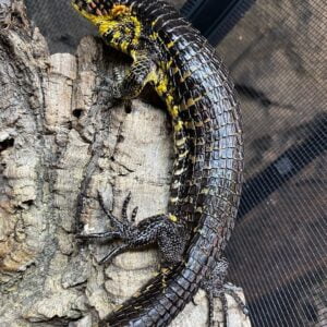 Abronia Smithi-Abronia-Smithi.jpg