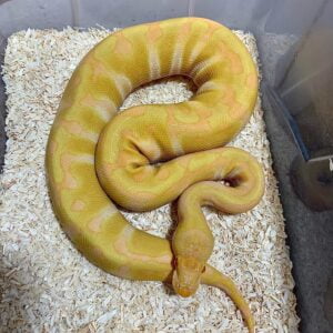 Albino Enchi ball python