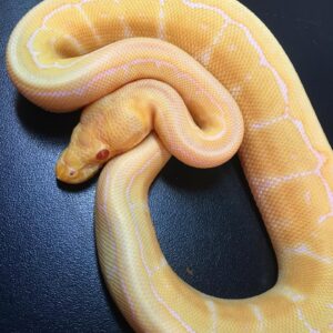 Albino Pinstripe Ball Python