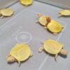 Albino Red Eared Slider turtle-Albino-Red-Eared-Slider-turtle.jpg