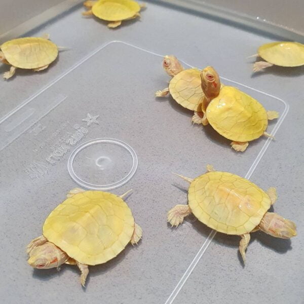 Albino Red Eared Slider turtle-Albino-Red-Eared-Slider-turtle.jpg