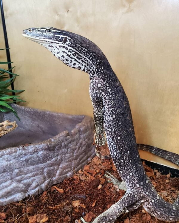 Argus Monitors-Argus-Monitors.jpg