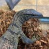 Baby Black Roughneck Monitor-Baby-Black-Roughneck-Monitor.jpg