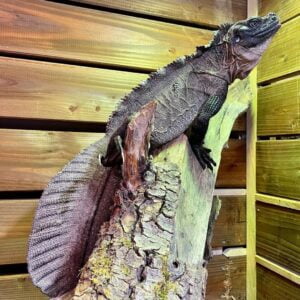 Baby Blotched Black Sailfin Dragon-Baby-Blotched-Black-Sailfin-Dragon.jpeg