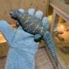 Baby Ornate Uromastyx-Baby-Ornate-Uromastyx.jpg