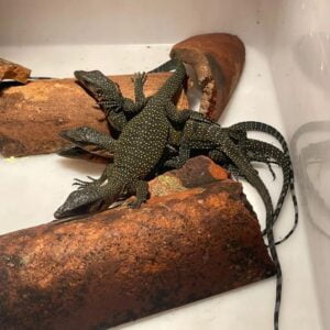 Baby Peach Throat Monitor-Baby-Peach-Throat-Monitor.jpg