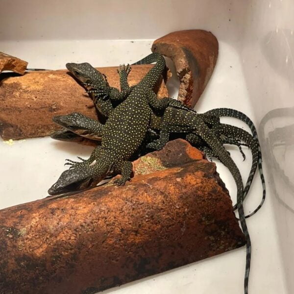 Baby Peach Throat Monitor-Baby-Peach-Throat-Monitor.jpg