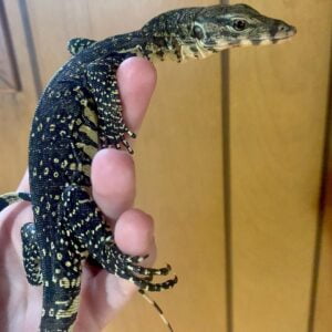 Baby Salvator Water Monitors-Baby-Salvator-Water-Monitors.jpg
