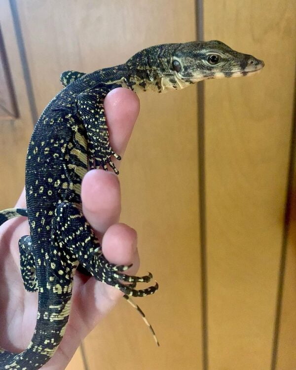 Baby Salvator Water Monitors-Baby-Salvator-Water-Monitors.jpg